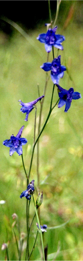 Larkspur from the Gila